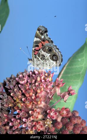 Une Lady Butterfly peinte américaine aux ailes grises, roses et blanches repose sur une fleur d'aspersion commune, une plante de nectar vitale pour de nombreuses espèces de papillons. Banque D'Images