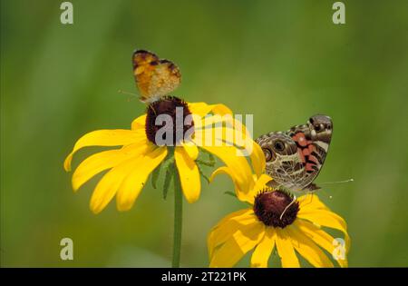 Deux papillons assis sur les fleurs de susan aux yeux noirs, vus de côté avec les ailes vers le haut. Sujets : insectes ; invertébrés. Collection : invertébrés.. 1998 - 2011. Banque D'Images