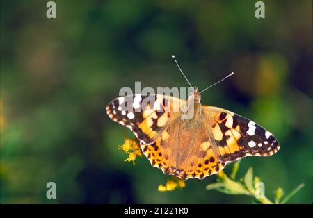 American Painted Lady Butterfly avec des marques brunes, orange et blanches repose sur des fleurs jaunes de verge d'or, ailes entièrement déployées, montrant une coloration détaillée. Banque D'Images
