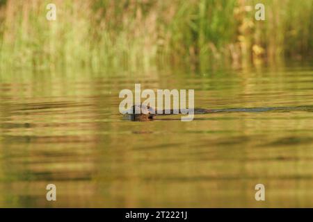 38930. Sujets : Kanuti National Wildlife refuge ; loisirs ; tourisme ; paysages ; observation de la faune; ; rivières et ruisseaux ; scènes. . 1998 - 2011. Banque D'Images