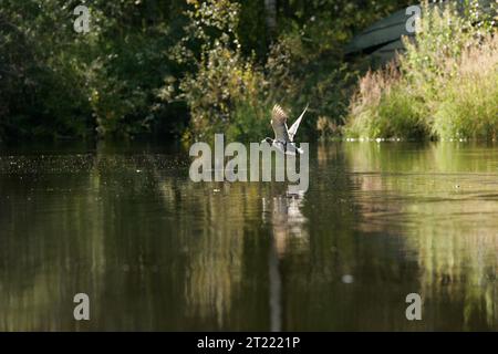 38930. Sujets : Kanuti National Wildlife refuge ; loisirs ; tourisme ; paysages ; observation de la faune; rivières et ruisseaux ; scènes ; sauvagine ; canards. . 1998 - 2011. Banque D'Images