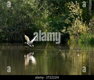 2006. Sujets : Kanuti National Wildlife refuge ; loisirs ; tourisme ; paysages ; observation de la faune; observation des oiseaux ; sauvagine ; rivières et ruisseaux ; scènes. . 1998 - 2011. Banque D'Images