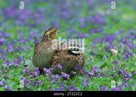 Un couple mâle et femelle de caille bobwhite du Nord perché dans un champ de violettes violettes violettes violettes. Cette espèce est une partie importante des écosystèmes des prairies et se trouve souvent dans l'est des États-Unis. Banque D'Images