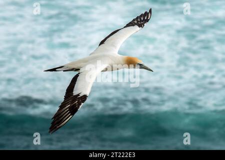 Le Gannet australasien (morus serrateur) en vol à Muriwai, Nouvelle-Zélande Banque D'Images