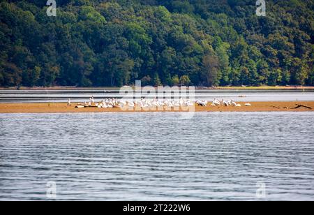 Pélicans blancs d'Amérique, Pelecanus erythrorhynchos, sur une barre de sable sur la rivière Cumberland près de Dover, Tennessee Banque D'Images