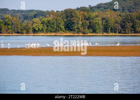 Pélicans blancs d'Amérique, Pelecanus erythrorhynchos, sur une barre de sable sur la rivière Cumberland près de Dover, Tennessee Banque D'Images