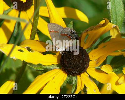 Papillon hairstreak à bandes rouges sur fleur. Sujets : insectes ; plantes à fleurs. Lieu : New Jersey. . 1998 - 2011. Banque D'Images