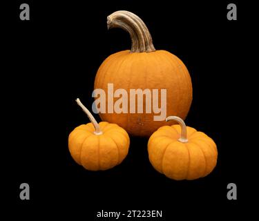 Une grosse citrouille et deux mini citrouilles Banque D'Images