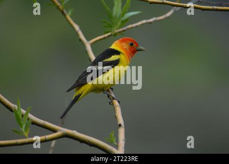 Tanager occidental mâle perché sur une branche. Sujets : oiseaux. Banque D'Images