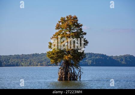 Cyprès chauve, Taxodium distichum sur la rivière Cumberland au Kentucky Banque D'Images