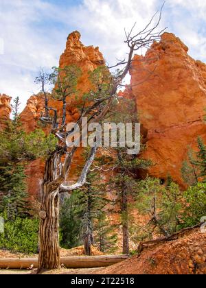 Un arbre à moitié mort dans la forêt sèche du parc national de Bryce Canyon, dans l'Utah, avec les hoodoos bizarres qui montent en arrière-plan Banque D'Images