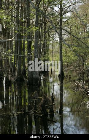 Bosquet de cyprès chauves poussant dans les marais avec reflets d'arbres dans l'eau. Sujets : paysages ; arbres ; zones humides ; refuges pour animaux sauvages. Localisation : Louisiane. Site du Service des poissons et de la faune : REFUGE FAUNIQUE NATIONAL LACASSINE. Banque D'Images