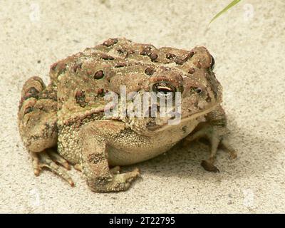 Un crapaud de Fowler reposant sur un habitat naturel dans le New Jersey. Banque D'Images