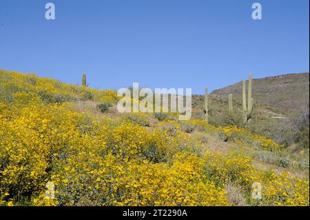 Les cactus Brittlebush et saguaro couvrent cette colline dans le désert de Sonora sur le Cabeza PrietaNational Wildlife refuge. Sujets : plantes du désert ; déserts ; scènes scéniques ; refuges pour animaux sauvages ; fleurs sauvages. Localisation : Arizona. Site du service des poissons et de la faune : REFUGE FAUNIQUE NATIONAL CABEZA PRIETA. Banque D'Images