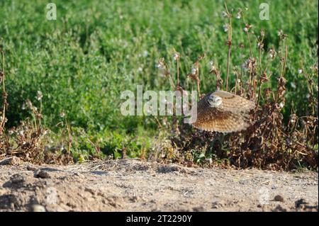 Un hibou terrier débarque sur la Cibola National Wildlife refuge. Le refuge a créé des maisons artificielles pour le hibou terrier que les oiseaux acceptent facilement. Sujets : espèces préoccupantes ; restauration de l'habitat ; gestion de la faune ; refuges pour la faune ; observation de la faune; oiseaux. Localisation : Arizona ; Californie. Site du Service des poissons et de la faune : REFUGE FAUNIQUE NATIONAL CIBOLA. Banque D'Images