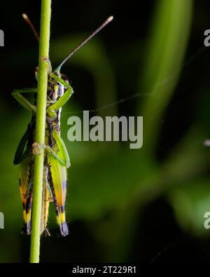 Macro extrême gros plan des images d'insectes Banque D'Images