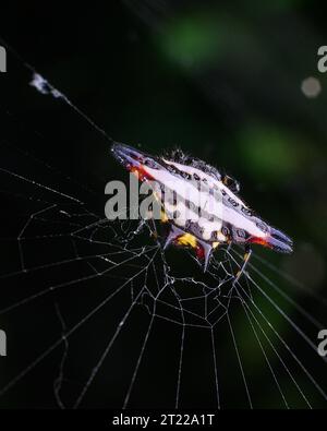 spider très gros plan Banque D'Images