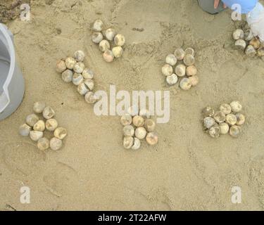 Les œufs de tortue de mer Loggerhead - tous morts - provenant d'un nid trop lavé sont photographiés sur Cape Island au refuge Cape Romain, SC. Sujets : refuges fauniques ; mammifères marins. Localisation : Caroline du Sud. Site du Service des poissons et de la faune : REFUGE FAUNIQUE NATIONAL DU CAP ROMAIN. Banque D'Images