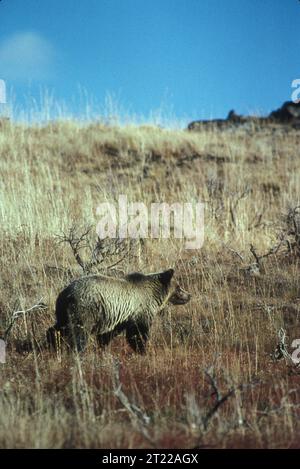 Grizzli marchant dans les herbes. Sujets : mammifères ; graminées. Localisation : Wyoming. . 1998 - 2011. Banque D'Images