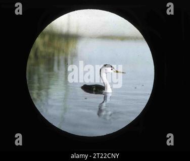 Lame de verre peinte à la main d'un Clark's Grebe à Klamath Marsh en 1905. Le Grèbe de Clark est une version à face blanche du Grèbe de l'Ouest. Le Grèbe de Clark était autrefois considéré comme la même espèce, mais les différences de couleur du visage et du bec gardent les deux grèbes. Sujets : Histoire ; oiseaux ; oiseaux marins ; oiseaux migrateurs ; Photographie; refuges pour animaux sauvages. Localisation : Oregon. Site du service des poissons et de la faune : REFUGE NATIONAL DE FAUNE DU MARAIS KLAMATH. Collection : oiseaux et gestion des oiseaux ; faune et espèces menacées ; refuges fauniques. Banque D'Images