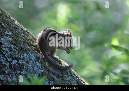 Chipmunk sur l'arbre à Trustom Pond National Wildlife refuge, RI. Sujets : mammifères ; refuges pour animaux sauvages. Localisation : Rhode Island. Site du Service des poissons et de la faune : REFUGE NATIONAL DE FAUNE DE L'ÉTANG TRUSTOM. . 1998 - 2011. Banque D'Images