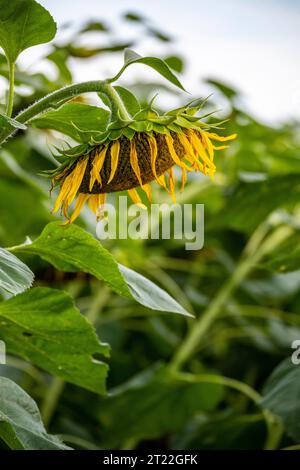 Tournesol avec des pétales jaunes face au flor dans le champ de tournesol pendant le coucher du soleil d'été Banque D'Images