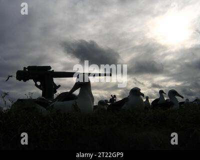 Un canon datant de la seconde Guerre mondiale se dresse parmi les albatros nidifiants sur l'île de l'est du Midway Atoll National Wildlife refuge, un site historique de la bataille de Midway. Banque D'Images