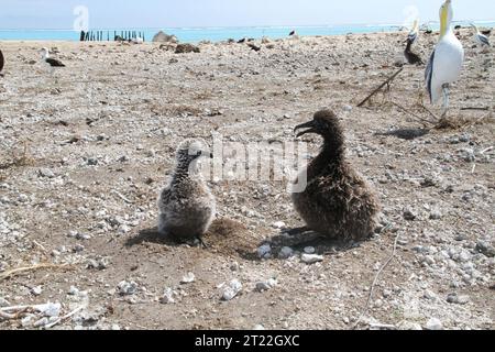 Poussin albatros à pieds noirs et poussin albatros à queue courte à côté d'un leurre albatros à queue courte sur Eastern Island. Un tsunami généré par un puissant tremblement de terre au large des côtes du Japon a frappé le refuge à 11:36 heures le jeudi 10 mars et a continué F. sujets : Îles ; refuges de faune sauvage ; impacts de la faune sauvage ; oiseaux ; environnements côtiers; oiseaux marins ; impacts météorologiques. Localisation : Îles du Pacifique. Fish and Wildlife Service site : REFUGE FAUNIQUE NATIONAL DE L'ATOLL MIDWAY. Banque D'Images