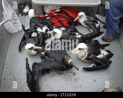 Soixante-dix albatros gorgés d'eau ont été sauvés de la lagune du Midway Atoll National Wildlife refuge après que le tsunami a provoqué des inondations généralisées. Le sauvetage souligne les efforts du refuge pour sauver la faune touchée. Banque D'Images