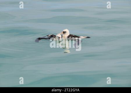 Deux albatros Laysan épuisés ont été trouvés dans la lagune de l'atoll Midway après le tsunami. Les oiseaux avaient été emportés à terre, conséquence commune de l'impact du tsunami sur les oiseaux marins et les écosystèmes insulaires. Banque D'Images