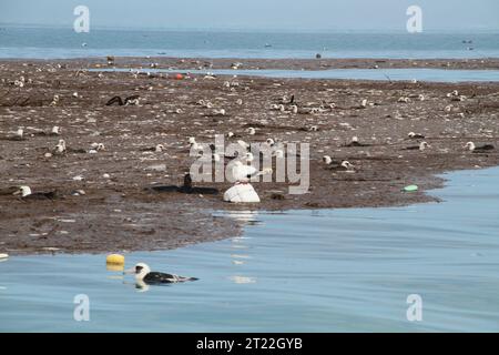 Dans la lagune de l'atoll Midway, des débris et des oiseaux blessés ont été vus après le tsunami. Les dommages causés aux écosystèmes marins et aux habitats fauniques ont été considérables, ce qui a mis en évidence l'impact du tsunami sur la population faunique locale. Banque D'Images