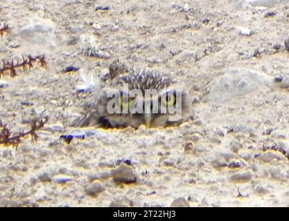 WESTERN Burrowing Owl en milieu urbain. Sujets : espèces préoccupantes ; fragmentation des habitats ; conservation des habitats ; milieux urbains ; déserts; oiseaux ; gestion de la faune. Localisation : Nevada. Banque D'Images