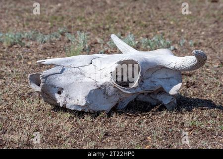 Crâne d'animal blanc séché avec des cornes et des orbites vides dans l'herbe. crâne de vache couché sur le sol contre l'herbe. Texture osseuse. Mort de A. Banque D'Images