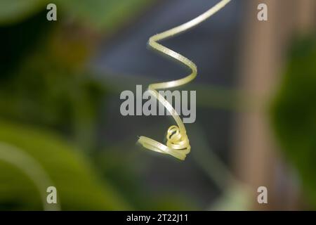 Mise au point sélective sur la moustache d'un gros plan de concombre. La moustache de la plante est tordue en forme de spirale et d'anneau. Banque D'Images