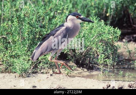 Les hérons nocturnes à couronne noire sont des oiseaux de taille moyenne dont les habitats sont dispersés dans de grandes parties du nord-ouest du Pacifique. Sujets : oiseaux ; échassiers ; espèces préoccupantes. Banque D'Images