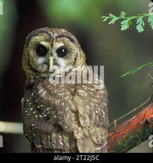 Une chouette tachetée du Nord dans le bassin du fleuve Mackenzie en Oregon. Sujets : oiseaux ; rapaces ; espèces menacées. Localisation : Oregon. Banque D'Images