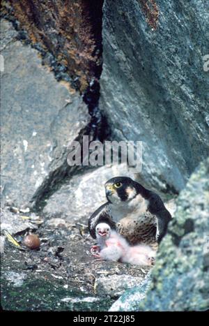 Un Faucon pèlerin est assis avec ses poussins, montrant son rôle de prédateur supérieur dans l'écosystème. Ces oiseaux de proie sont connus pour leur vitesse remarquable et leurs compétences de chasse. Banque D'Images