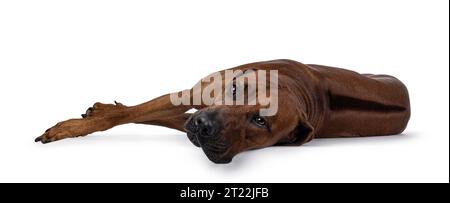 Beau chien Rhodesian Ridgeback mâle, couché sur le bord montrant le dos. Regarder à côté de la caméra. Isolé sur fond blanc. Banque D'Images