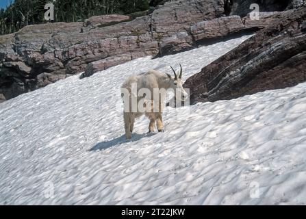 Chute de chèvre de montagne marchant sur un champ de neige près de Gunsight Pass dans le parc national Glacier dans le Montana Banque D'Images