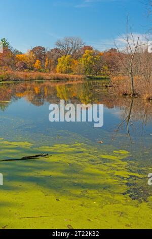 Étang tranquille un jour d'automne dans la réserve naturelle de Crabtree dans l'Illinois Banque D'Images