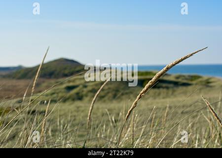 Gros plan sur l'herbe de plage avant les dunes de sable surplombant les eaux de l'océan à l'horizon Banque D'Images