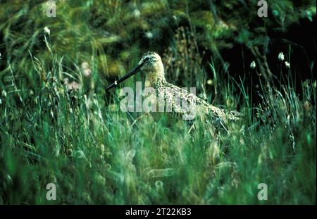 Un dobusier à long bec se trouve dans les eaux peu profondes du Tetlin National Wildlife refuge, un oiseau de rivage migrateur connu pour son bec long et droit. Banque D'Images