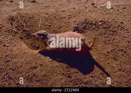 Un chien de prairie à queue noire se tient en alerte près de son terrier dans un habitat de prairie. Cette espèce sociale de rongeurs joue un rôle important dans les écosystèmes des prairies. Banque D'Images