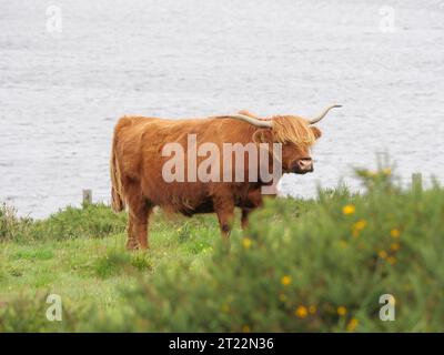 Un bétail des Highlands avec un manteau brun shaggy et de grosses cornes est debout sur un pâturage vert Banque D'Images