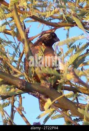 Une caille blanche masquée se tient en alerte dans son habitat de prairie, représentant l’une des sous-espèces de cailles menacées d’Amérique du Nord, indigène des prairies désertiques. Banque D'Images