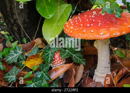 Deux corps fructifiants de champignon agarique mouche (Amanita muscaria) au stade précoce et au stade complètement développé entourés de lierre (Hedera Helix) Banque D'Images