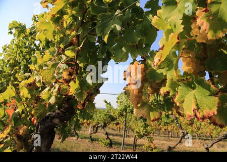 Monbazillac. Grappes de raisins avec début de pourriture noble (Botrytis cinerea) signe de maturité pour la récolte dans les vignes et le vignoble de Monbazi Banque D'Images