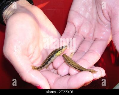 Darter, goldline, Percina aurolineata, ruisseaux, espèces aquatiques menacées. Créateur : Pattavina, Peter. Note descriptive : un chercheur détient une paire de dards d'or menacés (Percina aurolineata) juste avant sa libération. Sujets : Percina aurolineata ; Géorgie ; dard ; dard d'or ; espèces menacées; milieux aquatiques ; poissons ; Coosa ; bassin de la rivière Mobile. Banque D'Images