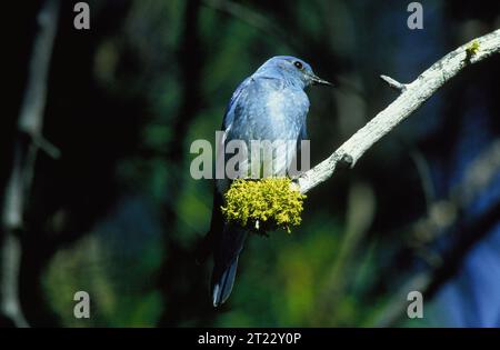 Un oiseau bleu des montagnes perché sur une branche du Klamath Marsh National Wildlife refuge, Oregon, illustrant son comportement naturel dans un écosystème de zones humides documenté entre 1998 et 2011. Banque D'Images