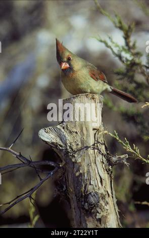 Une femelle cardinal du Nord se perche sur un poteau d'arbre dans le DeSoto National Wildlife refuge situé dans l'Iowa. Sujets : oiseaux ; observation des oiseaux ; oiseaux perchés ; refuges pour animaux sauvages. Localisation : Iowa. Site du Service des poissons et de la faune : REFUGE FAUNIQUE NATIONAL DESOTO. . 1998 - 2011. Banque D'Images